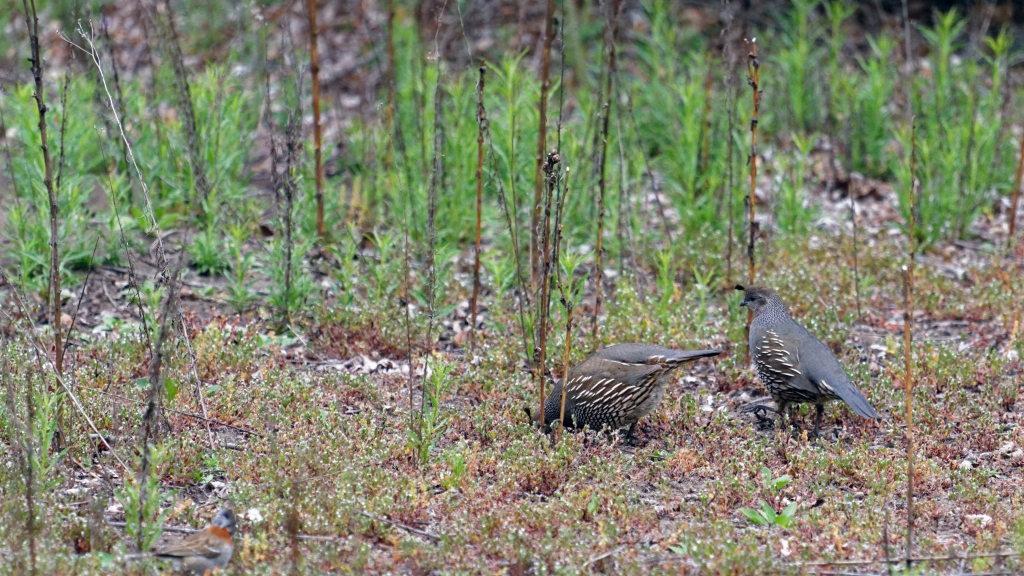 05 - Radal Siete Tazas NP (4).jpg